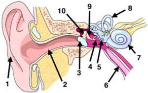 Η ανατομία του αυτιού